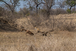 Afrique du Sud Afrique du Sud