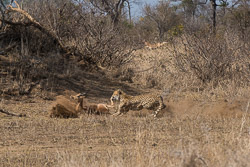 Afrique du Sud Afrique du Sud