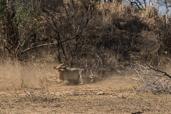 Afrique du Sud Afrique du Sud