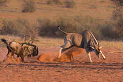 Afrique du Sud Afrique du Sud