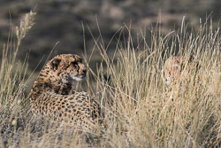 Afrique du Sud Afrique du Sud