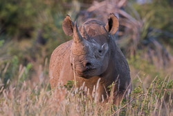 Afrique du Sud