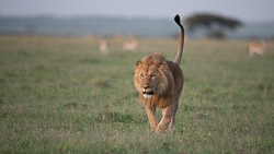 Kenya Kenya