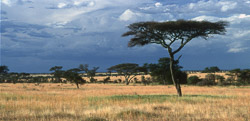 Tanzanie